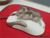 Animated 1593713014310 6792156778084