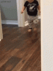 Animated 1594701812215 32062048031934