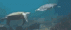 Animated 1596040319334 10714461417213
