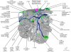 2011 SHO Engine Component Locations   Diagram 5