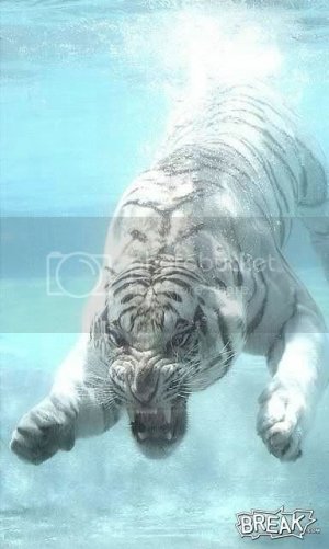 Bengalunderwater