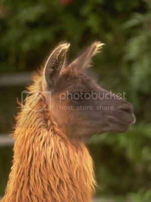 Photo156 Llama Head closeup