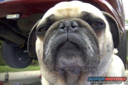 Pug looking at lens