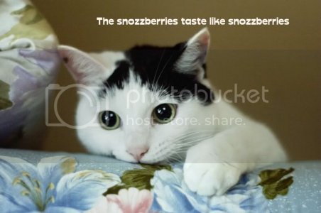 Kittyeatcouch