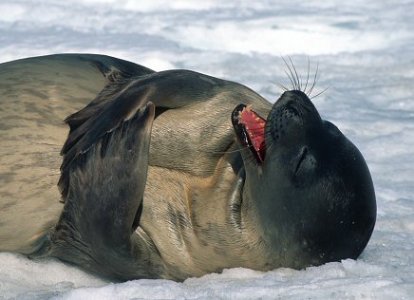 WeddellSeal