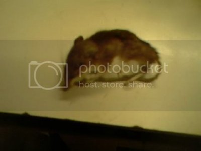 Imagej