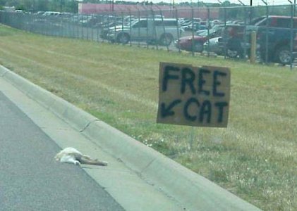 Free cat