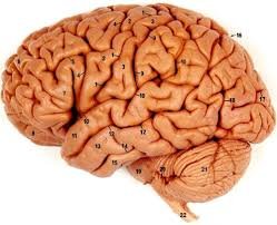 Brain2