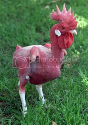 Naked chicken