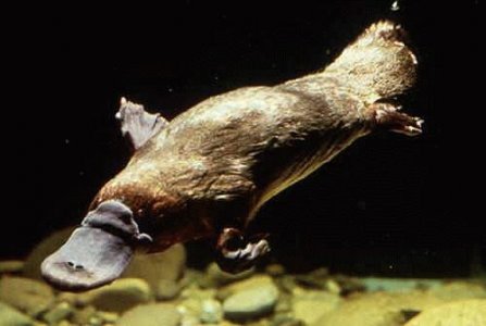 Platypus1