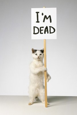 Shrig im dead cat 2