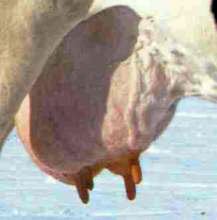 Uneven udder3