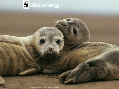 800 seals