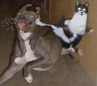 KungFuKitty