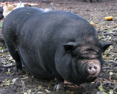 Big  belly pig