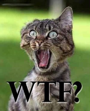 Wtf cat