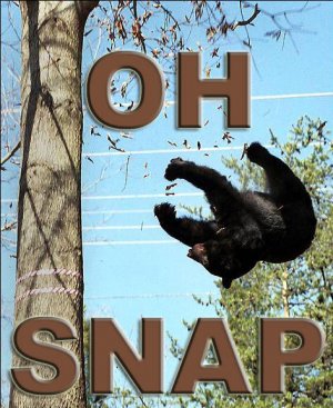 Misc OhSnap Bear