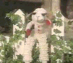 Giphy Giphy