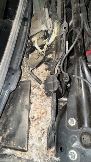 Mouse damage