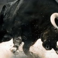 Thebull2.0