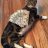 Jaycat